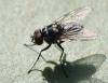 Limnophora tigrina